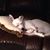 Charleen P. Tinley's profile image