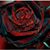 Catherine Massie's profile image