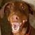 Josh Murray's profile image