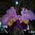 Monalisa Ambuyat's profile image