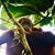 Lina Bolanos's profile image