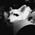 Cindy Pardee Gabory's profile image