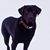 Nellie Dibler LePard's profile image