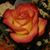 Pam Glover Groh's profile image