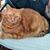 Susan Bouchard's profile image