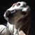 Julie L. Karanik's profile image
