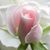 Sangita Prasad's profile image
