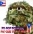 Caesar Rodriguez's profile image