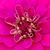 Laura Overstreet Biering's profile image