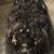 Susan Ray Bonsell's profile image