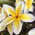 Dolly Erickson's profile image