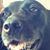 Dalene Siebert-Sorenson's profile image