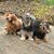 Denise Stork Naiser's profile image