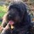 Diane Martin Phillips's profile image