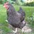 Joan Rush's profile image