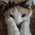 Nanette Schmitt's profile image