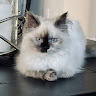 Holly O.'s profile image