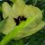 Marie Combs Davis Nolley's profile image