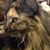Brenda Gill's profile image
