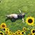 Michelle Collum's profile image