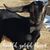 Dawn Wallace's profile image