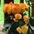 Vicki Grabill DeLange's profile image