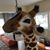 Oren M. Lang-Furr's profile image