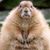 Joyce O'Brien Williams's profile image