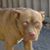Giuseppe Andretto's profile image