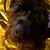 Sandy Haltom's profile image