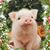 Melissa Kmiecik Lock's profile image