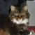Heather Simons's profile image