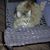Diane McCammon's profile image