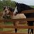 Tammy Brown-Thomason's profile image