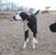 Britt Boyette's profile image