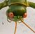Walt Bujak's profile image
