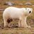 John Bear White's profile image