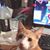 Victoria Ann Anthony's profile image