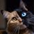 Linda Robertson's profile image