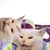 Brian Scott Covey's profile image