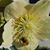 Pam Hedstrom's profile image