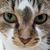 Kim Taylor Alexander's profile image