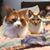 Janet Godin Diebel's profile image