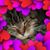Angie Pease's profile image