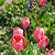 Gloria Vancoppenolle's profile image