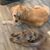 Sharon Lydon Powers's profile image