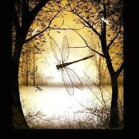 Sandi Schmidt's profile image