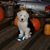 Linda Howell's profile image