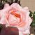 Kym Halbert's profile image