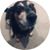 Shane Montoya's profile image